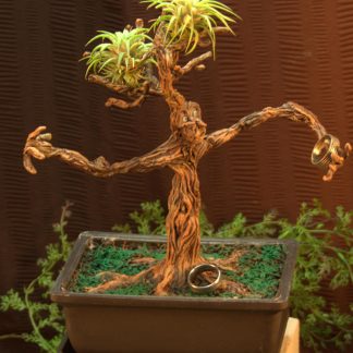 bonsai tree ent