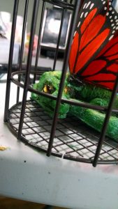 Fairy Dragon Close up Cage
